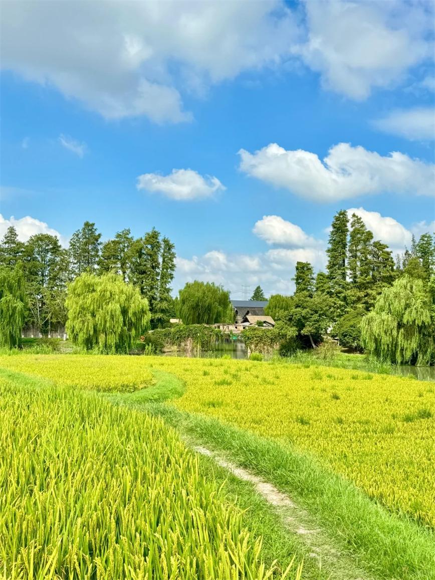 秋天的烏村，堪稱秋日旅行天花板??！_3_烏村Village_來自小紅書網(wǎng)頁版.jpg